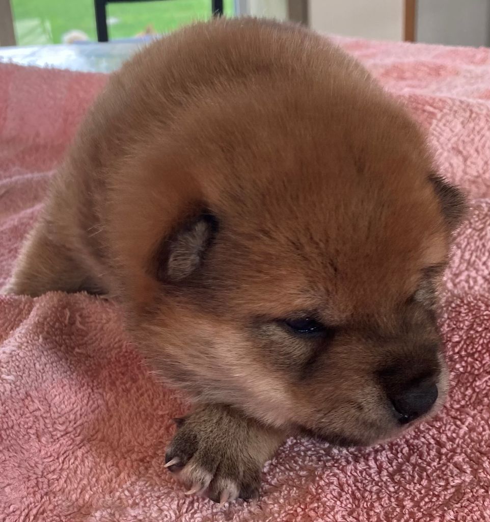 CHIOT 1 - Shiba