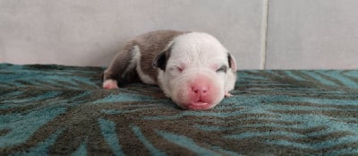 CHIOT 7 COLLIER ROSE - American Staffordshire Terrier