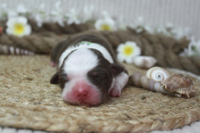 Les chiots de Berger Australien