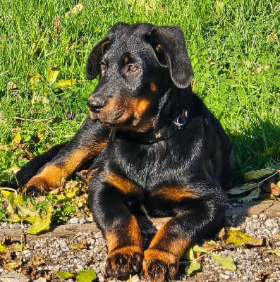 Les chiots de Berger de Beauce