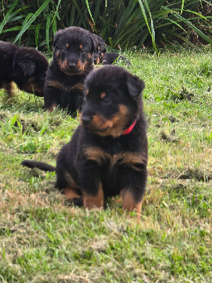 Les chiots de Berger de Beauce