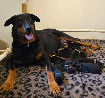 Les chiots de Berger de Beauce