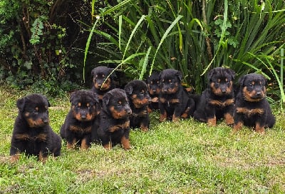 Les chiots de Berger de Beauce