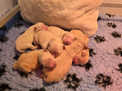 Les chiots de Golden Retriever