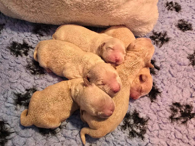 Les chiots de Golden Retriever