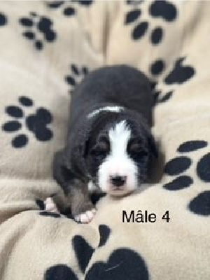 CHIOT 5 - Berger Australien