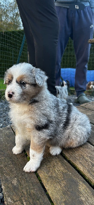 Les chiots de Berger Australien