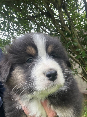 Les chiots de Berger Australien