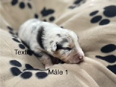 CHIOT 6 - Berger Australien