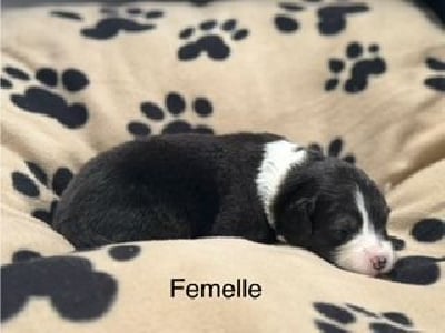 CHIOT 9 - Berger Australien