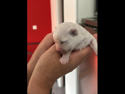 Les chiots de Bichon Frise