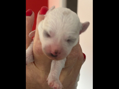 CHIOT 4 - Bichon Frise