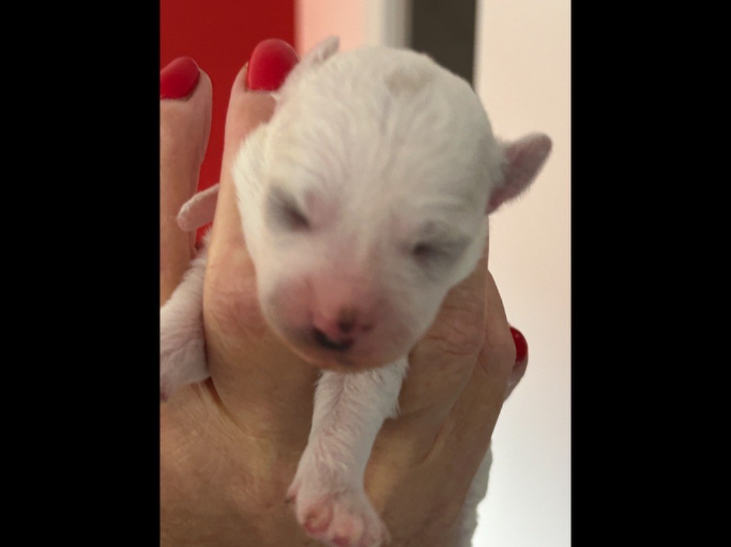 CHIOT 4 - Bichon Frise