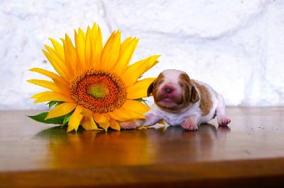 Les chiots de Epagneul Breton