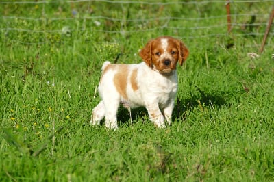 Les chiots de Epagneul Breton