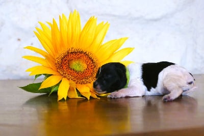 Les chiots de Epagneul Breton