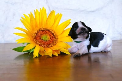 Les chiots de Epagneul Breton