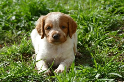 Les chiots de Epagneul Breton