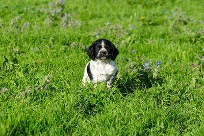 Les chiots de Epagneul Breton