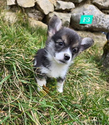 Les chiots de Welsh Corgi Pembroke