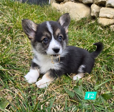 Les chiots de Welsh Corgi Pembroke