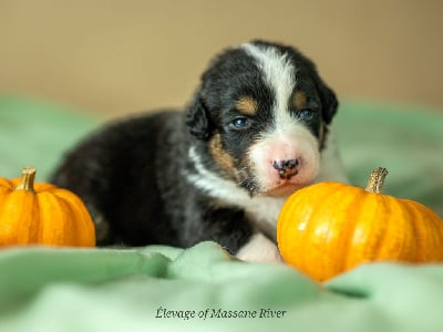 Les chiots de Berger Australien