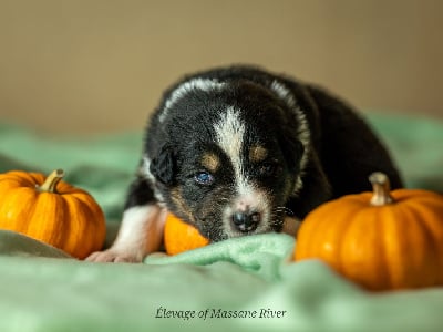 Les chiots de Berger Australien