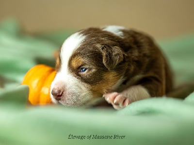 Les chiots de Berger Australien