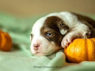 Les chiots de Berger Australien