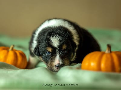 Les chiots de Berger Australien