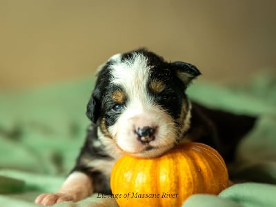 Les chiots de Berger Australien