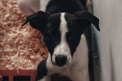 Les chiots de Whippet