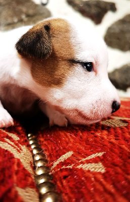 Les chiots de Jack Russell Terrier