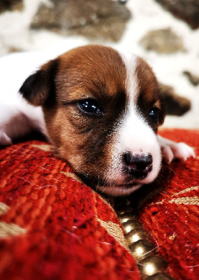 Les chiots de Jack Russell Terrier