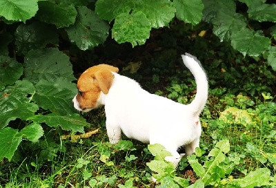 Les chiots de Jack Russell Terrier