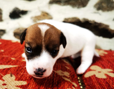 Les chiots de Jack Russell Terrier