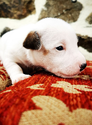 Les chiots de Jack Russell Terrier