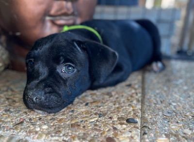 Les chiots de Staffordshire Bull Terrier