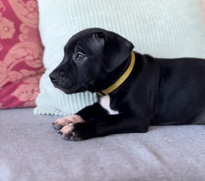 Les chiots de Staffordshire Bull Terrier