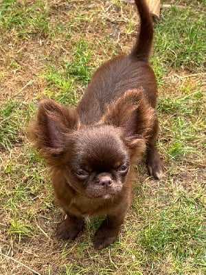 Les chiots de Chihuahua