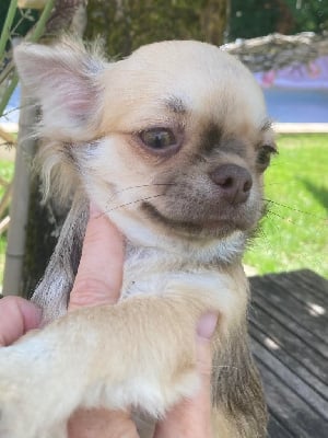 Les chiots de Chihuahua