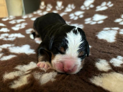 Les chiots de Bouvier Bernois