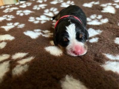 Les chiots de Bouvier Bernois