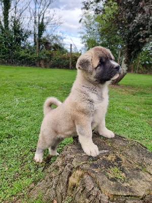 Les chiots de Akita americain