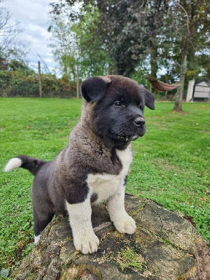 Les chiots de Akita americain