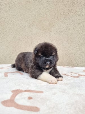 Les chiots de Akita americain