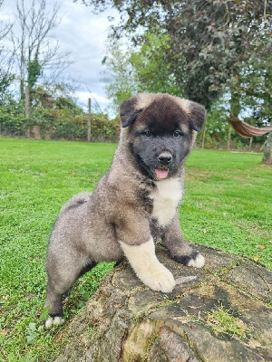 Les chiots de Akita americain