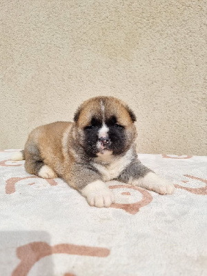 Les chiots de Akita americain