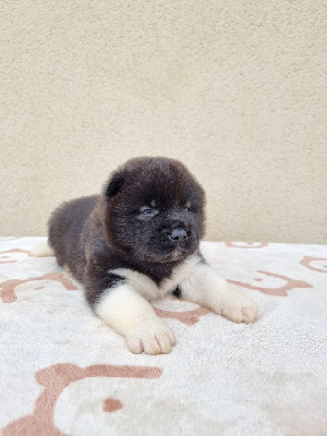 Les chiots de Akita americain