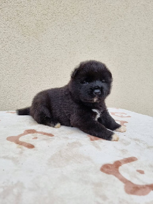 Les chiots de Akita americain